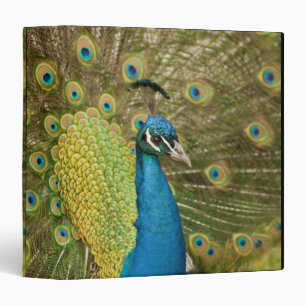 Peacock strutting binder