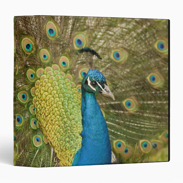 Peacock strutting binder (Front/Spine)