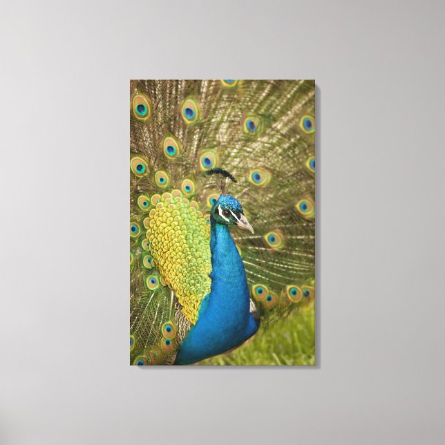 Peacock strutting canvas print (Front)