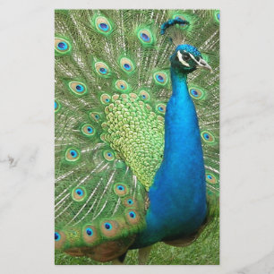 Peacock Strutting His Stuff