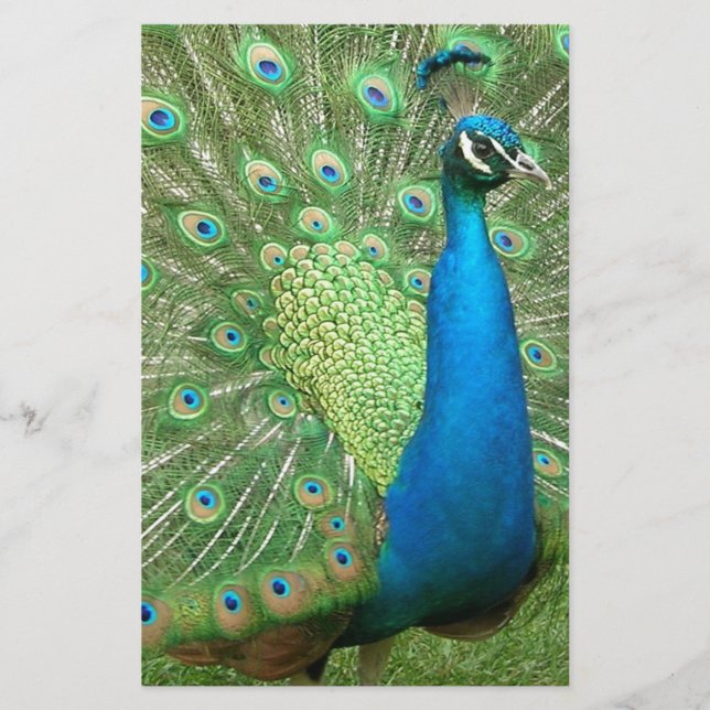 Peacock Strutting His Stuff (Front)