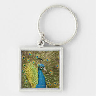 Peacock strutting keychain
