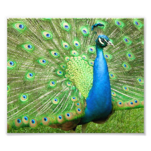 Peacock Strutting Photo Print