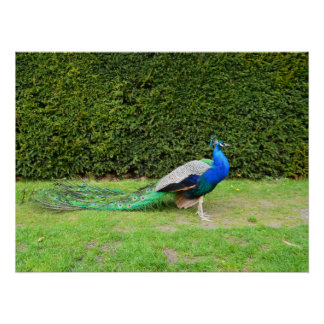 Peacock Strutting Poster