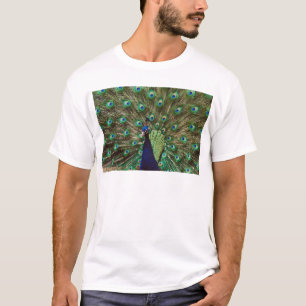 Peacock T-Shirt