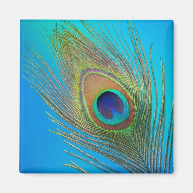 Peacock Tail Feather Magnet (Front)