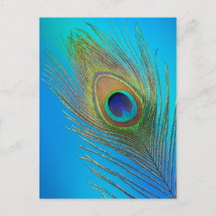 Peacock Tail Feather Postcard