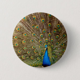Peacock Tail Feathers 2 Inch Round Button