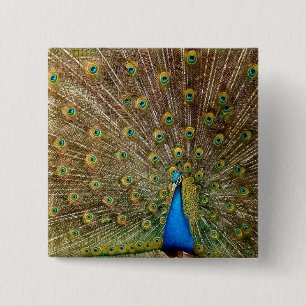 Peacock Tail Feathers 2 Inch Square Button