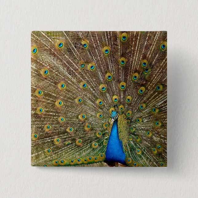 Peacock Tail Feathers 2 Inch Square Button (Front)