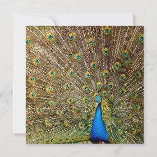 Peacock Tail Feathers Card