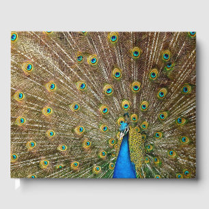 Peacock Tail Feathers Guest Book