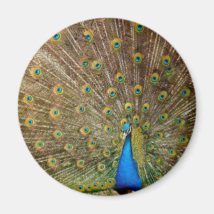 Peacock Tail Feathers Magnet