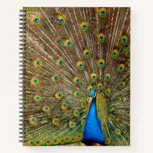 Peacock Tail Feathers Notebook