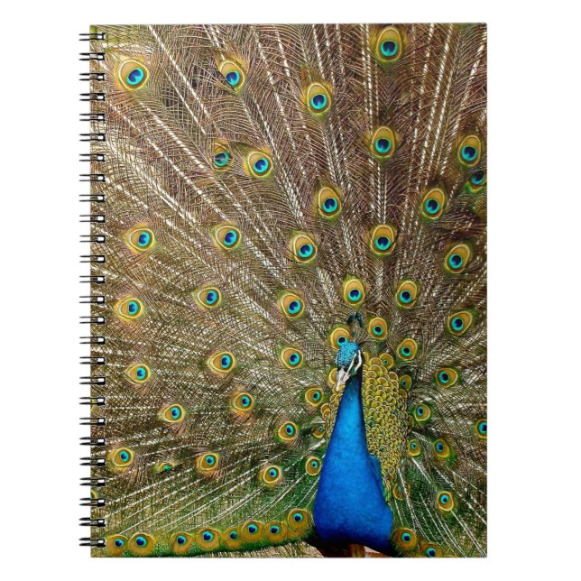 Peacock Tail Feathers Notebook (Front)