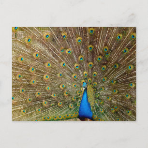 Peacock Tail Feathers Postcard