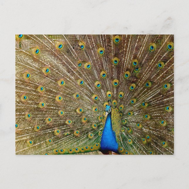 Peacock Tail Feathers Postcard (Front)