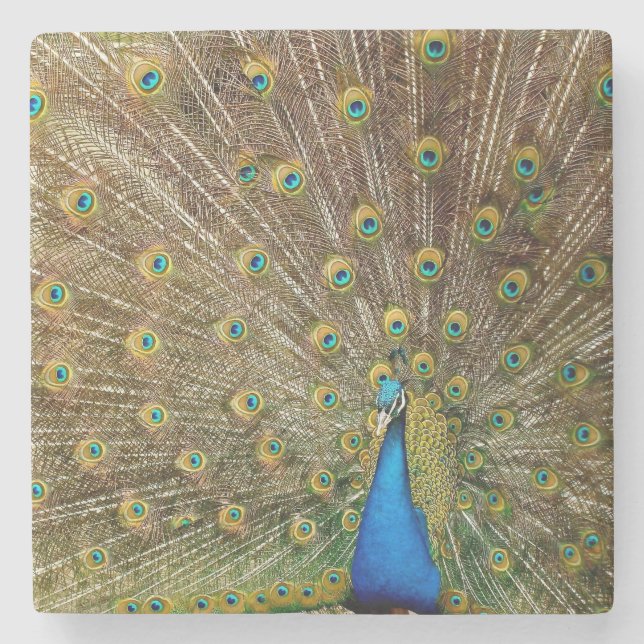 Peacock Tail Feathers Stone Coaster (Front)