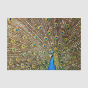 Peacock Tail Feathers Tissue Paper