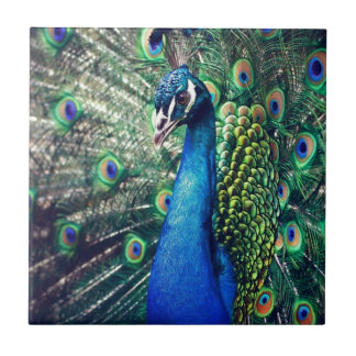 peacock tile