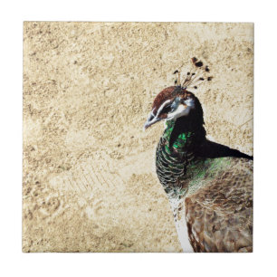 Peacock Tile