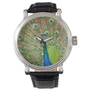 Peacock Watch