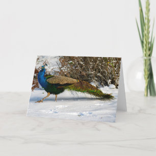 Peacock Winter Guemes Island Thank You Card