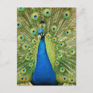 Peacock with Beautiful Feathers Photo Postcard