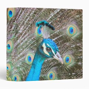 Peacock with Feathers Fanned - Wildlife Bird Photo Binder