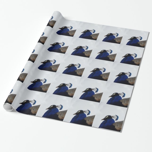 Peacock Wrapping Paper (Unrolled)