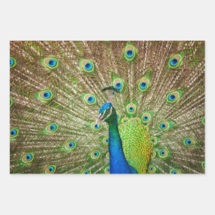 Peacock Wrapping Paper Sheet