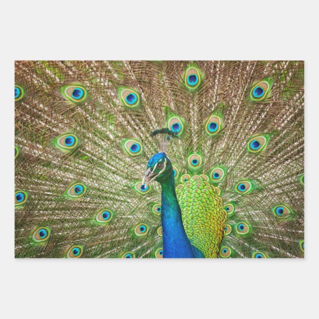 Peacock Wrapping Paper Sheet (Front)