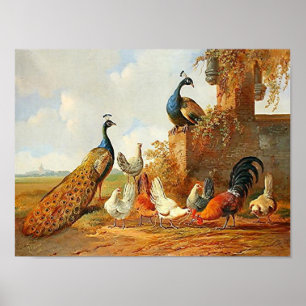 Peacocks and chickens poster