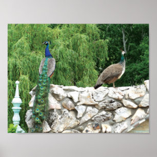 Peacocks dans un jardin Photo Poster Papier