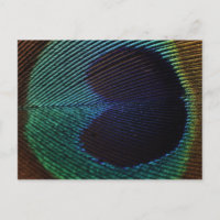 peacock's feather