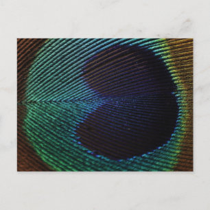 peacock's feather postcard