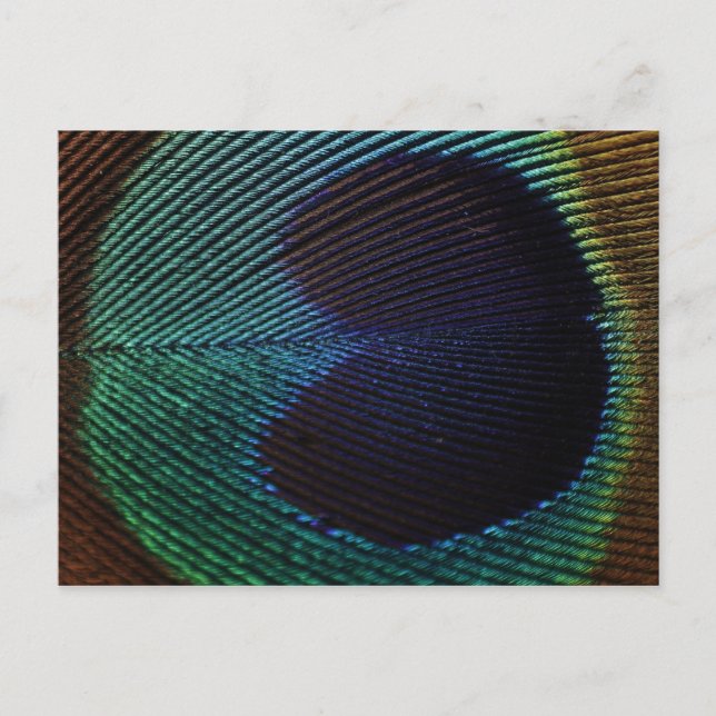 peacock's feather postcard (Front)