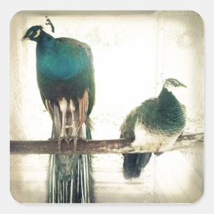 Peacocks Square Sticker