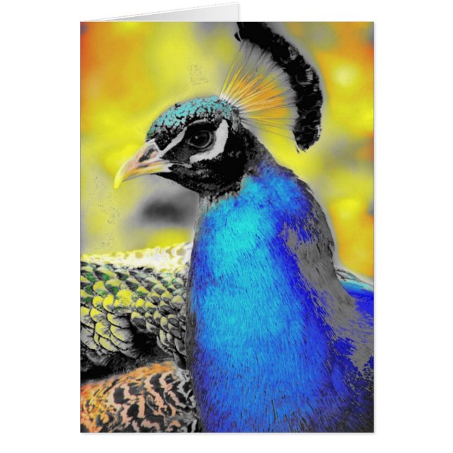Peafowl (Front)