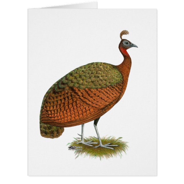 Peafowl:  Congo Peahen (Front)