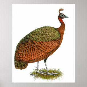 Peafowl:  Congo Peahen Poster