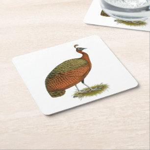 Peafowl:  Congo Peahen Square Paper Coaster
