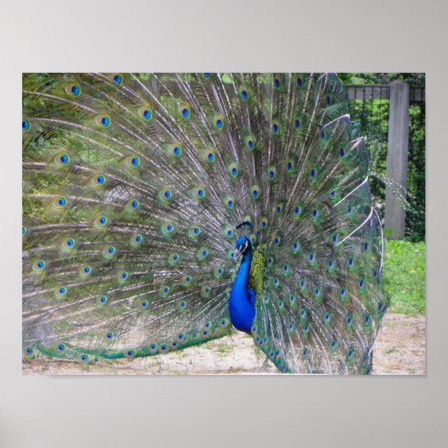 peafowl in full bloom poster (Front)