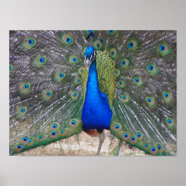 peafowl up close poster (Front)