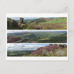 Peak District heather panoramas Postcard