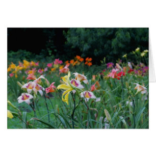 Peak Glow - Daylilies