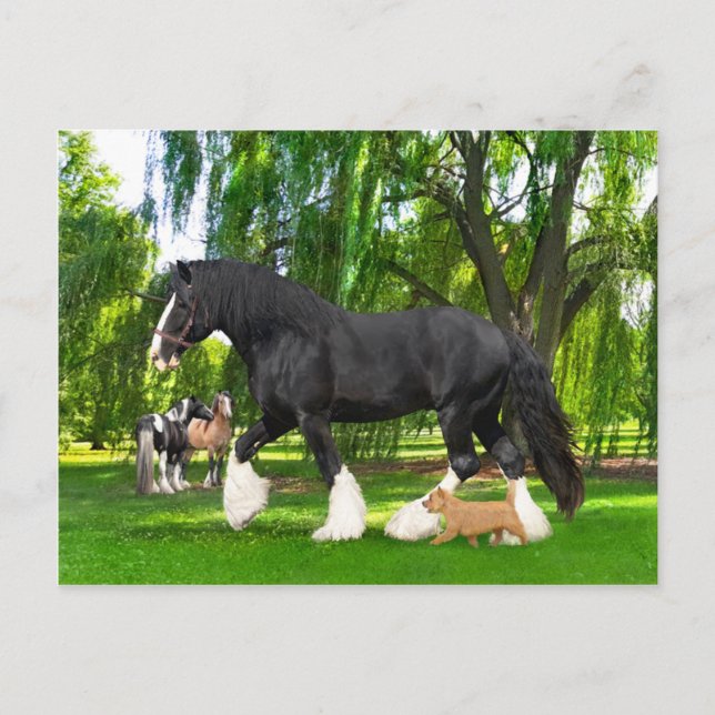 "Peanut & Blackbird"  Postcard (Front)