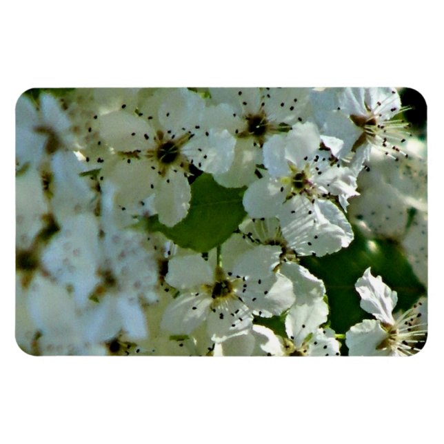 Pear Blossoms in bloom  Magnet (Horizontal)