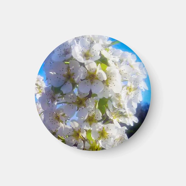  Pear Blossoms  Magnet (Front)