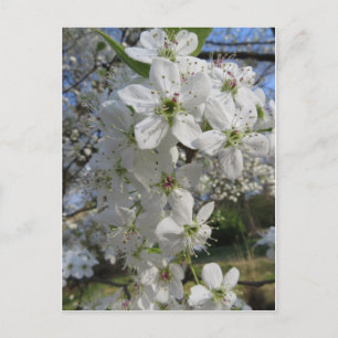 Pear Blossoms Postcard